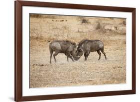 Young Warthogs Sparring-Michele Westmorland-Framed Photographic Print