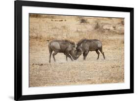 Young Warthogs Sparring-Michele Westmorland-Framed Photographic Print