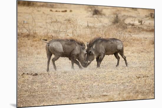 Young Warthogs Sparring-Michele Westmorland-Mounted Photographic Print