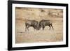 Young Warthogs Sparring-Michele Westmorland-Framed Photographic Print