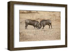 Young Warthogs Sparring-Michele Westmorland-Framed Photographic Print