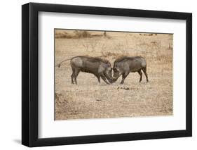 Young Warthogs Sparring-Michele Westmorland-Framed Photographic Print