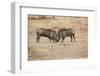 Young Warthogs Sparring-Michele Westmorland-Framed Photographic Print