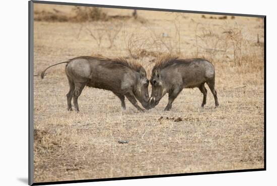 Young Warthogs Sparring-Michele Westmorland-Mounted Photographic Print