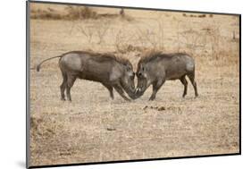 Young Warthogs Sparring-Michele Westmorland-Mounted Photographic Print