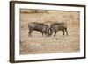 Young Warthogs Sparring-Michele Westmorland-Framed Photographic Print