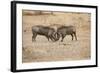 Young Warthogs Sparring-Michele Westmorland-Framed Photographic Print