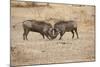 Young Warthogs Sparring-Michele Westmorland-Mounted Photographic Print