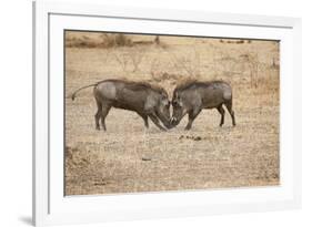 Young Warthogs Sparring-Michele Westmorland-Framed Photographic Print