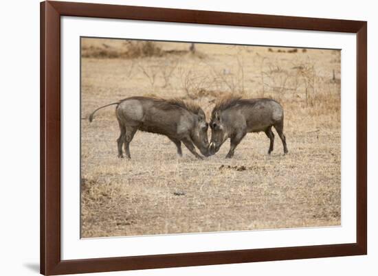 Young Warthogs Sparring-Michele Westmorland-Framed Photographic Print