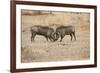 Young Warthogs Sparring-Michele Westmorland-Framed Photographic Print