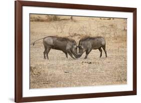 Young Warthogs Sparring-Michele Westmorland-Framed Photographic Print