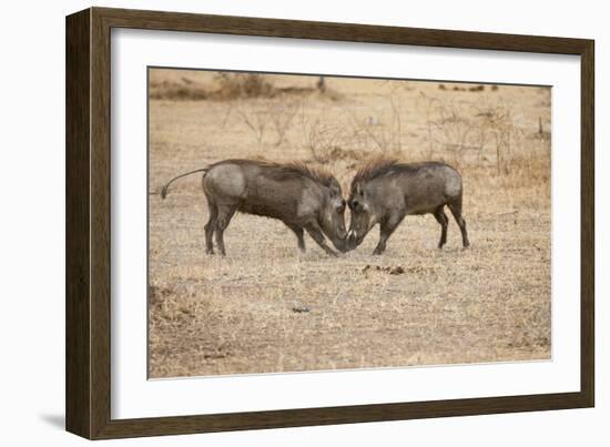 Young Warthogs Sparring-Michele Westmorland-Framed Photographic Print