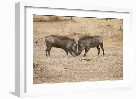 Young Warthogs Sparring-Michele Westmorland-Framed Photographic Print