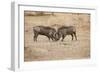 Young Warthogs Sparring-Michele Westmorland-Framed Photographic Print
