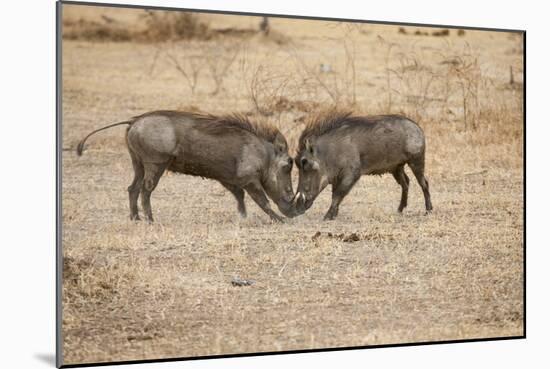 Young Warthogs Sparring-Michele Westmorland-Mounted Photographic Print