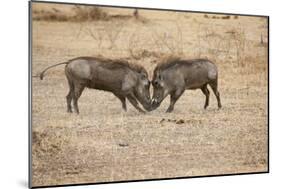 Young Warthogs Sparring-Michele Westmorland-Mounted Photographic Print