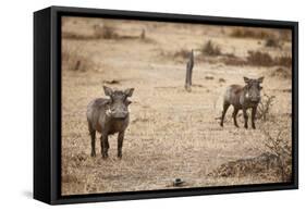 Young Warthogs-Michele Westmorland-Framed Stretched Canvas