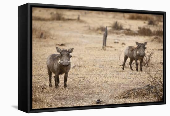 Young Warthogs-Michele Westmorland-Framed Stretched Canvas