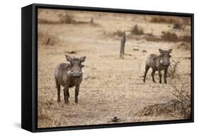 Young Warthogs-Michele Westmorland-Framed Stretched Canvas