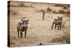 Young Warthogs-Michele Westmorland-Stretched Canvas