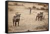 Young Warthogs-Michele Westmorland-Framed Stretched Canvas