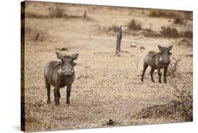 Young Warthogs-Michele Westmorland-Stretched Canvas