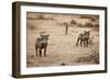 Young Warthogs-Michele Westmorland-Framed Premium Photographic Print