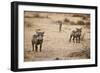 Young Warthogs-Michele Westmorland-Framed Premium Photographic Print