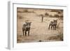 Young Warthogs-Michele Westmorland-Framed Premium Photographic Print