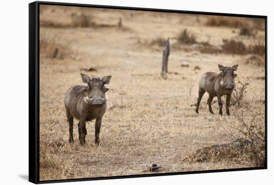Young Warthogs-Michele Westmorland-Framed Stretched Canvas