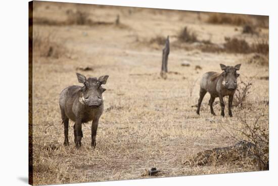 Young Warthogs-Michele Westmorland-Stretched Canvas