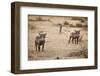 Young Warthogs-Michele Westmorland-Framed Premium Photographic Print