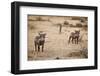 Young Warthogs-Michele Westmorland-Framed Premium Photographic Print