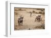 Young Warthogs-Michele Westmorland-Framed Premium Photographic Print