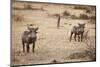 Young Warthogs-Michele Westmorland-Mounted Premium Photographic Print