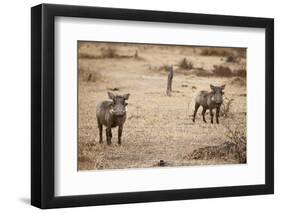 Young Warthogs-Michele Westmorland-Framed Photographic Print