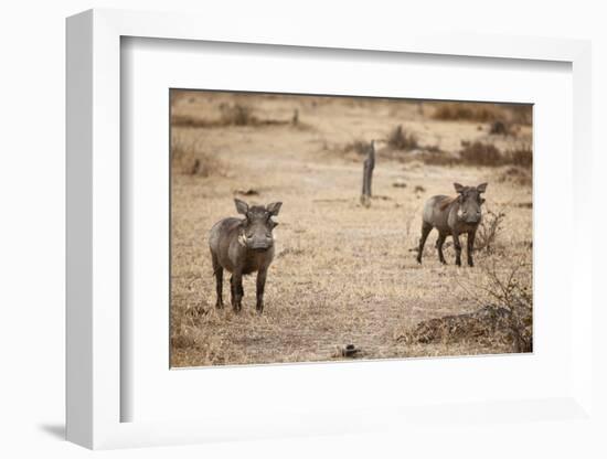 Young Warthogs-Michele Westmorland-Framed Photographic Print