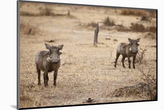 Young Warthogs-Michele Westmorland-Mounted Photographic Print