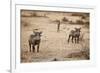 Young Warthogs-Michele Westmorland-Framed Photographic Print