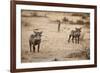 Young Warthogs-Michele Westmorland-Framed Photographic Print