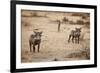 Young Warthogs-Michele Westmorland-Framed Photographic Print