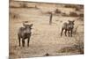 Young Warthogs-Michele Westmorland-Mounted Photographic Print