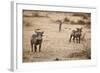 Young Warthogs-Michele Westmorland-Framed Photographic Print