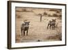 Young Warthogs-Michele Westmorland-Framed Photographic Print