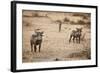 Young Warthogs-Michele Westmorland-Framed Photographic Print