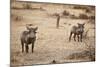 Young Warthogs-Michele Westmorland-Mounted Photographic Print