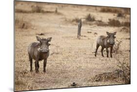 Young Warthogs-Michele Westmorland-Mounted Photographic Print