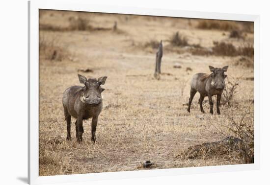 Young Warthogs-Michele Westmorland-Framed Photographic Print