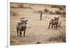 Young Warthogs-Michele Westmorland-Framed Photographic Print